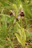 Ophrys holosericea subsp. holubyana