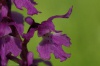 Orchis mascula subsp. signifera