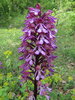 Orchis x hybrida