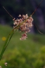 Luzula luzuloides subsp. rubella