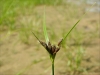 Bolboschoenus yagara