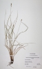 Carex contigua