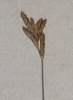 Carex curvata