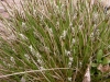 Carex davalliana