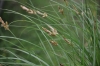 Carex disticha