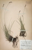 Carex fritschii
