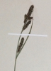 Carex hartmanii