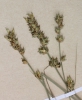 Carex leersiana