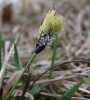 Carex montana
