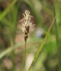 Carex obtusata