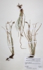 Carex pediformis subsp. macroura