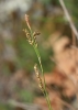 Carex pediformis subsp. rhizodes