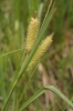 Carex rostrata