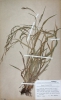 Carex strigosa