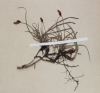 Carex supina