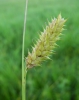 Carex vesicaria