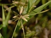 Cyperus flavescens