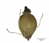 Eleocharis palustris subsp. vulgaris