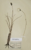 Eriophorum vaginatum