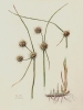 Scirpoides holoschoenus