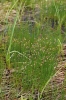 Trichophorum cespitosum