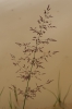 Agrostis gigantea