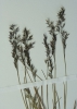 Agrostis rupestris