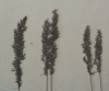 Agrostis stolonifera