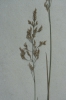Agrostis vinealis