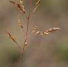 Agrostis vinealis