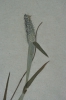 Alopecurus geniculatus
