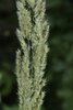 Calamagrostis epigejos