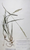 Calamagrostis varia