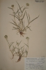 Dactyloctenium aegypticum