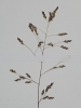Eragrostis pilosa