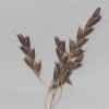 Eragrostis pilosa