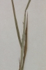 Leersia oryzoides