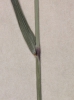 Melica altissima