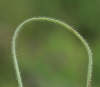 Stipa dasyphylla