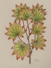 Acer japonicum