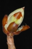 Aesculus hippocastanum