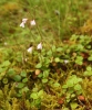 Linnaea borealis