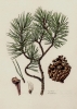 Pinus rotundata
