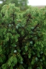 Juniperus communis subsp. alpina