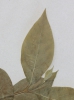 Calycanthus floridus