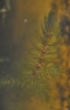 Ceratophyllum submersum