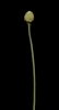 Anemone sylvestris