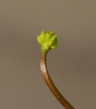 Ficaria verna subsp. bulbifera