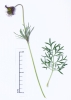 Pulsatilla pratensis subsp. bohemica