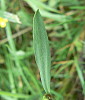 Ranunculus flammula